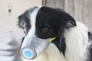 Coronavirus dog mask (courtesy Sylar Pet Shop)