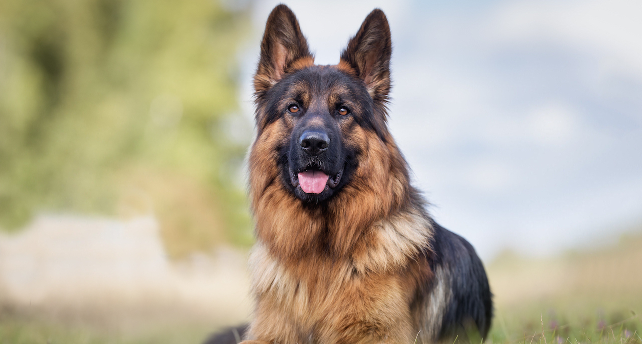 Are you sure this German Shepherd is not infected?