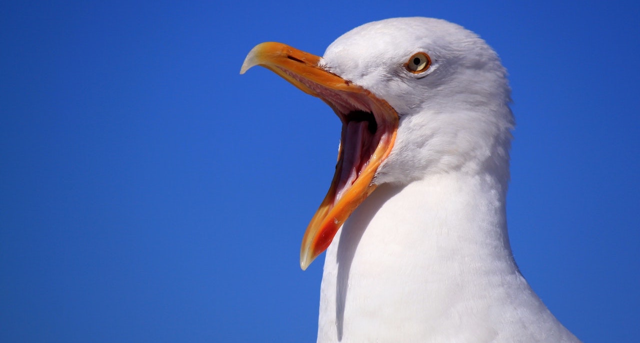 Seagulls love horseradish (Pixabay)