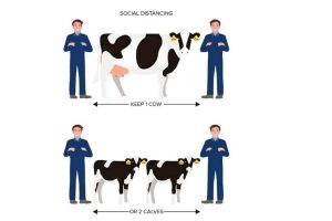Social distancing - it's easier to think of one cow (or two calves)