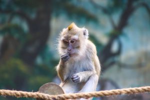 The rhesus macaque can develop Covid 19 immunity (Magda Ehlers from Pexels)
