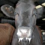 Foot and mouth disease has been caused by laboratory breaches in Pirbright, Surrey